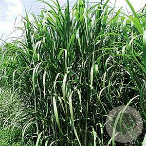 Miscanthus giganteus GM P9