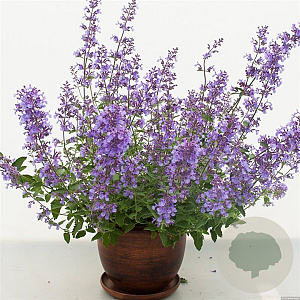 Nepeta Junior Walker GM P9