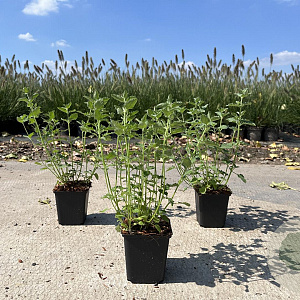 Nepeta Junior Walker GM P9