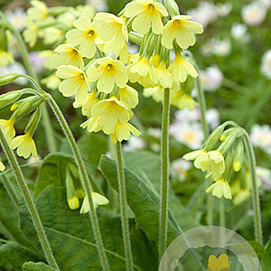Primula elatior GM P9