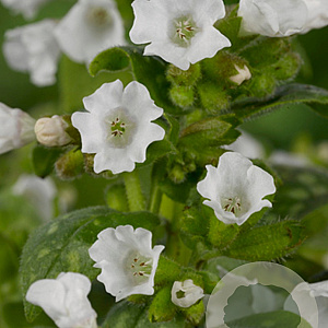 Pulmonaria off. 'Sissinghurst White GM P9