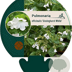 Pulmonaria off. 'Sissinghurst White GM P9