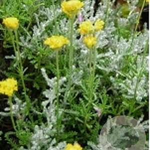 Santolina cham. 'Lambrook Silver' GM P9