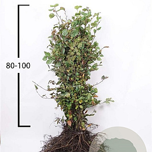 Fagus sylvatica 80-100 cm wortelgoed