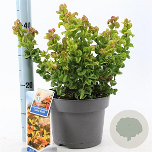 Leucothoe axillaris Curly Gold 30-35 cm 5,0L