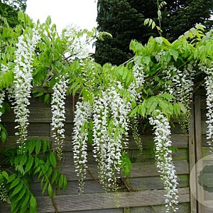 Wisteria sinensis 'Alba' 10-12 cm 40L 250 cm stam dakvorm 120
