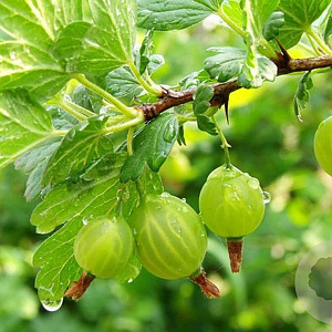 Ribes u.-c. Tatjana 80-100 cm 7,5L