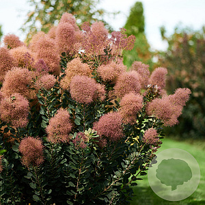 Cotinus cog. Magical Red Fountain 30-40 cm 3,0L