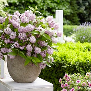 Deutzia Raspberry Sundae 30-40 cm 2,0L