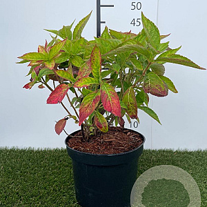 Hydrangea s. 'Bluebird' GM C3