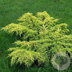 Juniperus pf. 'Gold Coast' 30-40 cm 5,0L