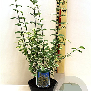 Ligustrum oval. 'Argenteum' 20-25 cm 2,0L