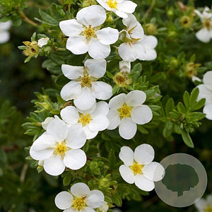 Potentilla fruticosa 'McKay's White' GM 2,0L