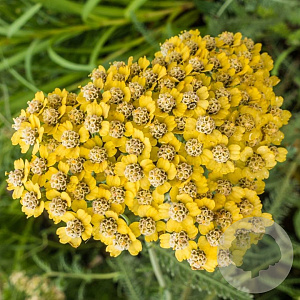 Achillea fil. 'Cloth of Gold' GM P9