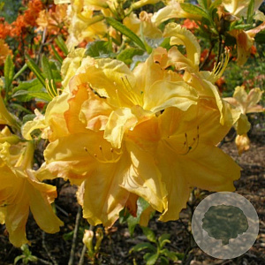 Rhododendron 'Harvest Moon' 40 cm 5,0L