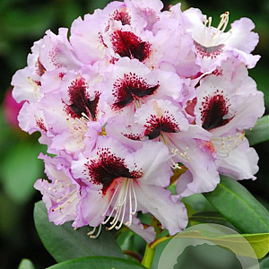 Rhododendron 'Pinguin' 60-70 cm 20L