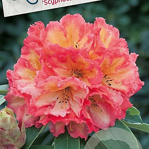 Rhododendron 'Scyphocalix' 30-40 cm 5,0L struik