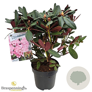 Rhododendron 'Wine & Roses' 30-40 cm 5,0L struik