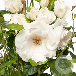 Rosa 'Iceberg' 10-15 cm C1.5