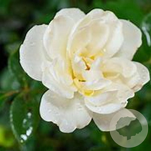 Rosa 'Kent' 10-15 cm C1.5