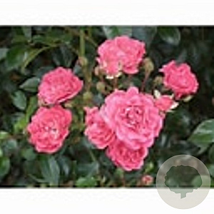 Rosa (PA) 'Lovely Fairy' 10-15 cm C1.5