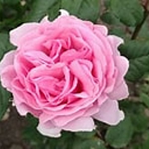 Rosa (PA) 'Princesse Claire of Belgium' 10-15 cm C1.5