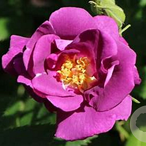 Rosa 'Rhapsody in Blue' 10-15 cm C1.5