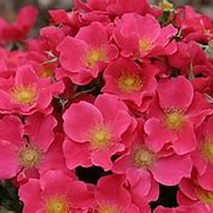 Rosa 'Stadt Rome' 15-20 cm 2,0L