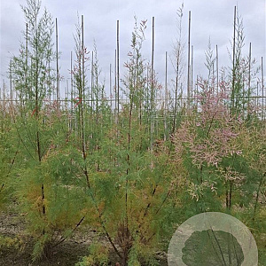 Tamarix ramosissima 'Pink Cascade' 30-40 cm 3,0L