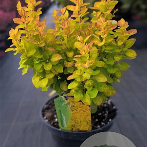 Berberis thunb. 'Summer Sunset' 30-40 cm 3,0L