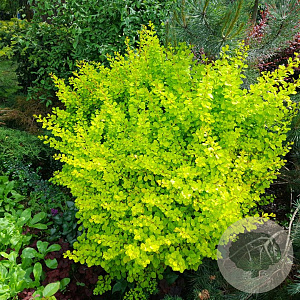 Berberis thunb. 'Yellow Tower' 30-40 cm 3,0L