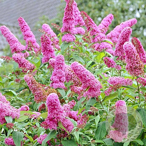Buddleja davidii 30-40 cm 3,0L