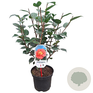 Camellia j. 'Blood of China' 40-50 cm 3,0L