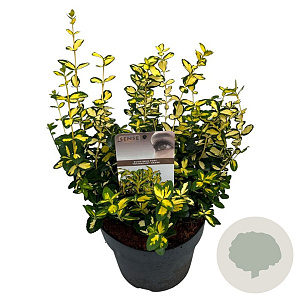 Euonymus fort. 'Interbolwi' 30-40 cm 3,0L