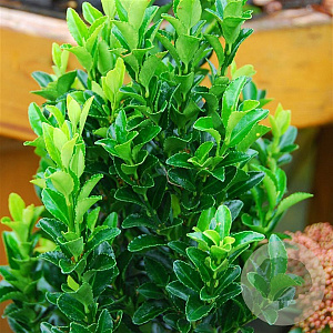 Euonymus jap. Green Millenium 30-40 cm 3,0L