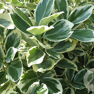 Euonymus jap. 'Président Gauthier' 30-40 cm 3,0L