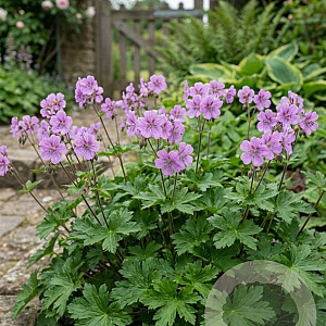 Geranium nodosum 'Simon' GM P9