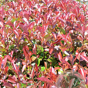 Photinia fraseri 'Red Robin Tosca' 50-60 cm 5,0L