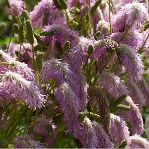 Sanguisorba ten. 'Pink Elephant' GM P9