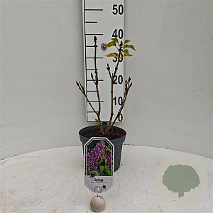 Syringa v. 'General Pershing' 30-40 cm 3,0L