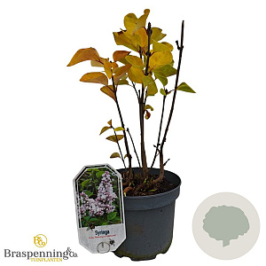 Syringa vulg. 'Schöne von Moskau' 30-40 cm 3,0L