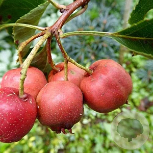 Crataegus pin. 'Big Ball' 40-60 cm 2,0L