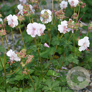 Geranium cant. 'St Ola' GM P9