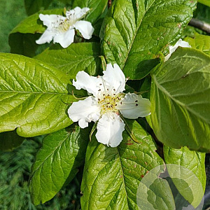 Mespilus g. 'Nottingham' halfstam 10L