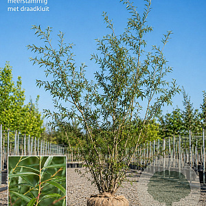 Salix pentandra 350-400 cm draadkluit meerstammig op aanvraag
