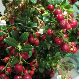 Vaccinium vitis-id. 'Koralle' GM C3