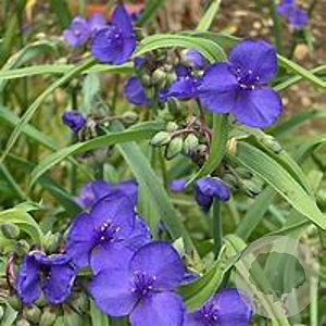 Tradescantia andersoniana GM P9