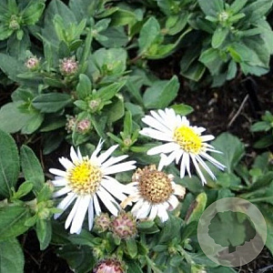 Aster ageratoides 'Asmo' GM P9