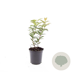 Diervilla lonicera GM C1.3