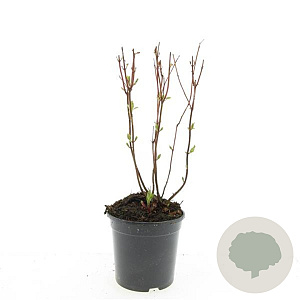 Hypericum i. 'Beauty' GM C1.3